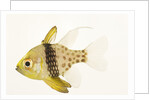Polka Dot Cardinal Fish by Anonymous