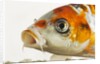 Face of koi fish by Anonymous