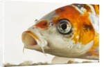 Face of koi fish by Anonymous
