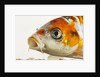 Face of koi fish by Anonymous