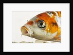 Face of koi fish by Anonymous