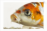Face of koi fish by Anonymous