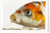 Face of koi fish by Anonymous