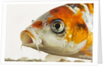 Face of koi fish by Anonymous