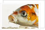 Face of koi fish by Anonymous