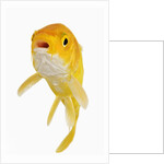 Koi Fish by Anonymous