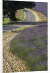 Lavender field and winding road by Anonymous