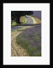 Lavender field and winding road by Anonymous