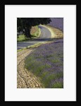 Lavender field and winding road by Anonymous