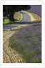 Lavender field and winding road by Anonymous