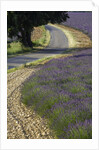 Lavender field and winding road by Anonymous