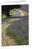 Lavender field and winding road by Anonymous