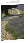 Lavender field and winding road by Anonymous