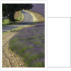 Lavender field and winding road by Anonymous