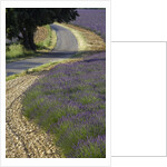 Lavender field and winding road by Anonymous