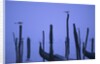 Gondolas in Venice by Anonymous