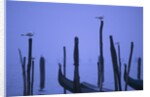 Gondolas in Venice by Anonymous