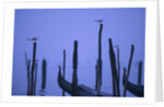 Gondolas in Venice by Anonymous