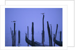 Gondolas in Venice by Anonymous