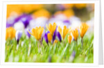 Orange and purple crocus flowers by Anonymous