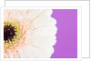 Waterdrops on light pink Gerbera daisy by Anonymous