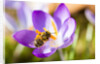 Pink Crocus flower and honeybee by Anonymous