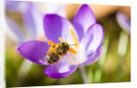 Pink Crocus flower and honeybee by Anonymous