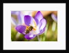 Pink Crocus flower and honeybee by Anonymous