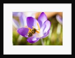 Pink Crocus flower and honeybee by Anonymous