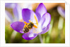 Pink Crocus flower and honeybee by Anonymous