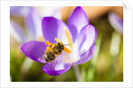 Pink Crocus flower and honeybee by Anonymous