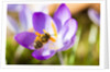 Pink Crocus flower and honeybee by Anonymous