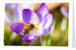 Pink Crocus flower and honeybee by Anonymous