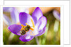 Pink Crocus flower and honeybee by Anonymous
