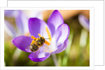 Pink Crocus flower and honeybee by Anonymous
