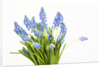 Grape hyacinth by Anonymous