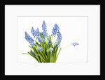 Grape hyacinth by Anonymous
