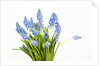 Grape hyacinth by Anonymous