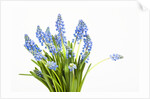 Grape hyacinth by Anonymous