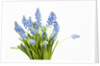 Grape hyacinth by Anonymous