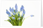 Grape hyacinth by Anonymous