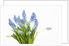 Grape hyacinth by Anonymous