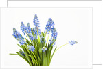 Grape hyacinth by Anonymous