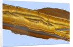 Tiger Eye Gemstone by Anonymous