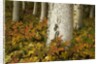 Colorful Autumn Leaves and White Trunks of Aspen Trees by Anonymous
