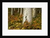 Colorful Autumn Leaves and White Trunks of Aspen Trees by Anonymous