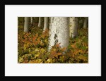 Colorful Autumn Leaves and White Trunks of Aspen Trees by Anonymous