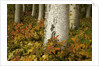 Colorful Autumn Leaves and White Trunks of Aspen Trees by Anonymous