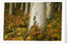 Colorful Autumn Leaves and White Trunks of Aspen Trees by Anonymous