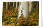 Colorful Autumn Leaves and White Trunks of Aspen Trees by Anonymous